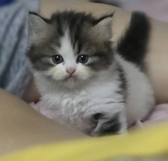 🌈เปิดจองน้องๆคลอกใหม่ ทักแชทพร้อมเปิดกล้อง รับน้องได้หลังหย่านม รูปที่ 16