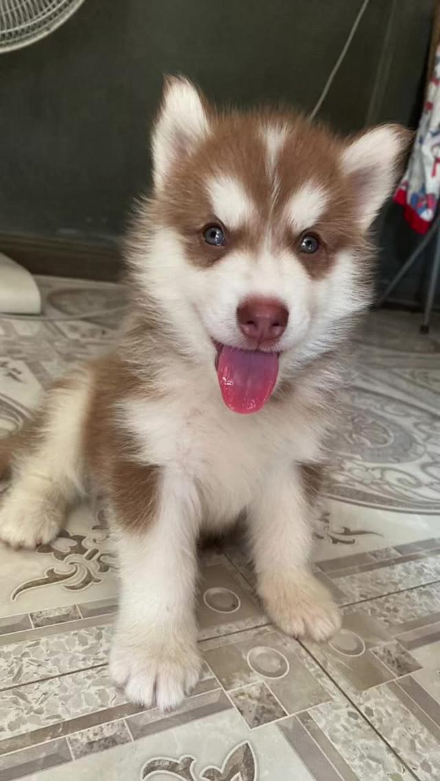 ลูกสุนัขไซบีเลี่ยนพ่อฮักกี้แมสสแตนดาร์ด รูปที่ 2