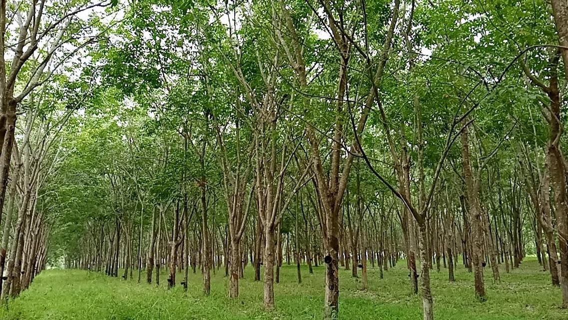 ขายที่ดิน พร้อมสวนยาง จ.อุดรฯ 4