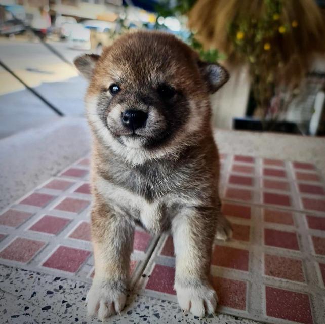 ลูกสุนัข SHIBA (ญ) 4