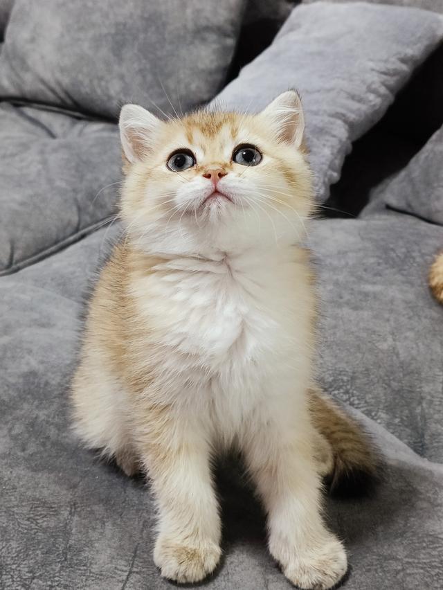 แมวBritish Shorthair รูปที่ 3