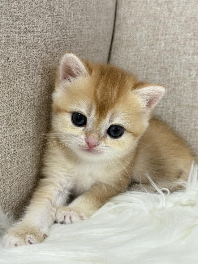 British Shorthair  7