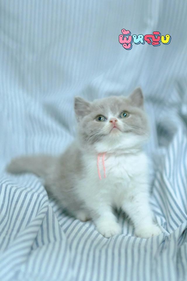 ลูกแมวบริติช ช็อตแฮร์