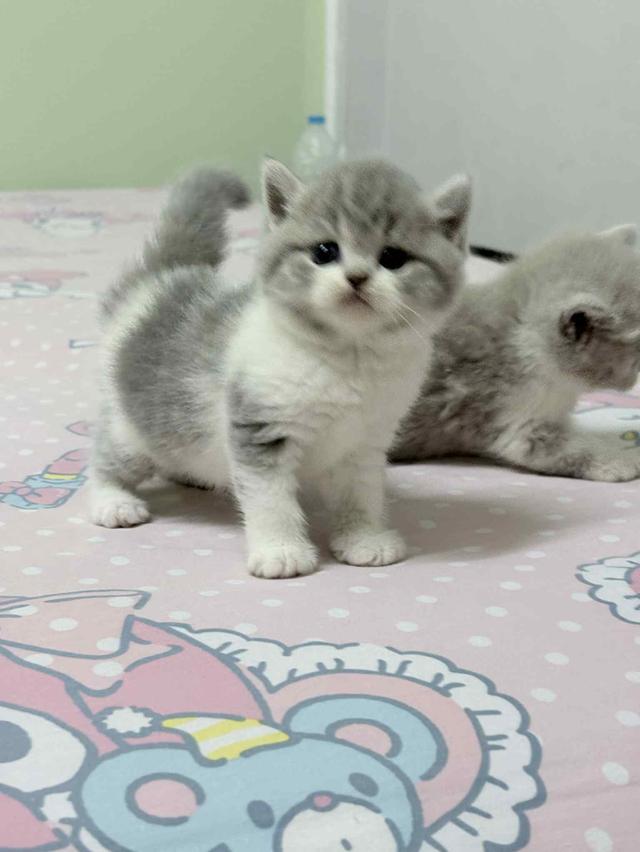 แมวสก็อตติช 6