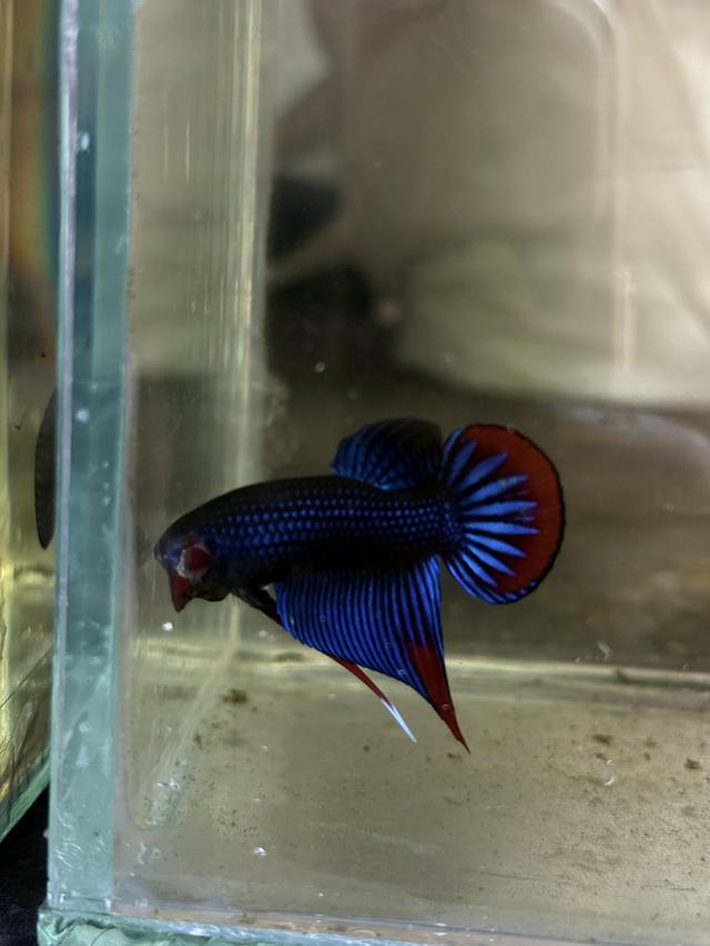 ปลากัดป่าหลากหลายสายพันธุ์ รูปที่ 3