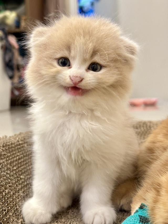 Lovely Scottish Fold ❤️ 2