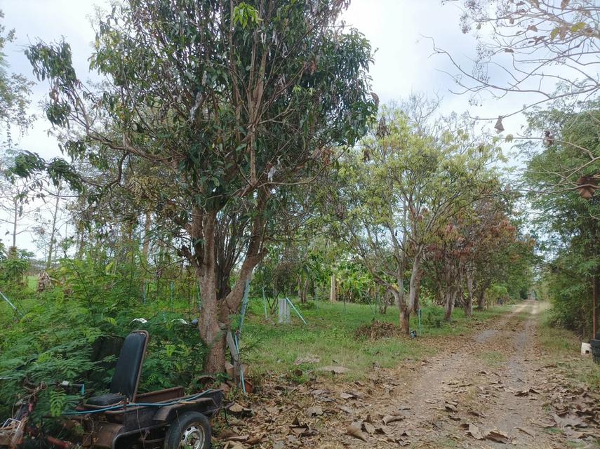 ขายบ้านพร้อมที่ดิน ต.ป่าป้อง อ.ดอยสะเก็ด จ.เชียงใหม่ 3