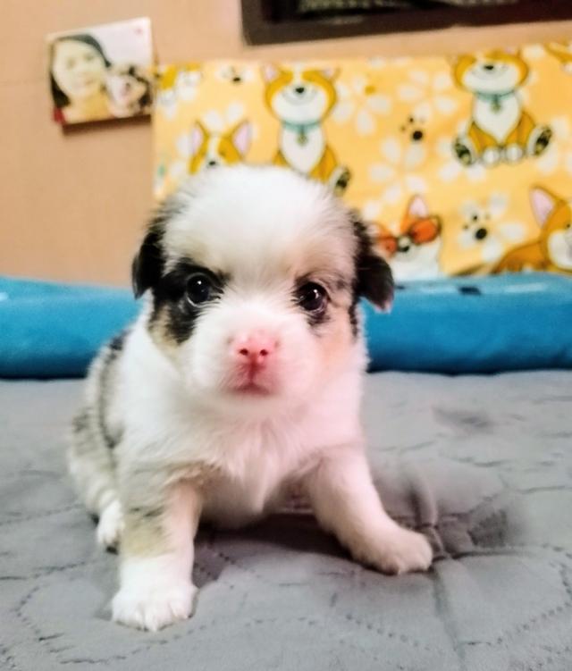 ลูกสุนัขชิวาว่าขนยาว