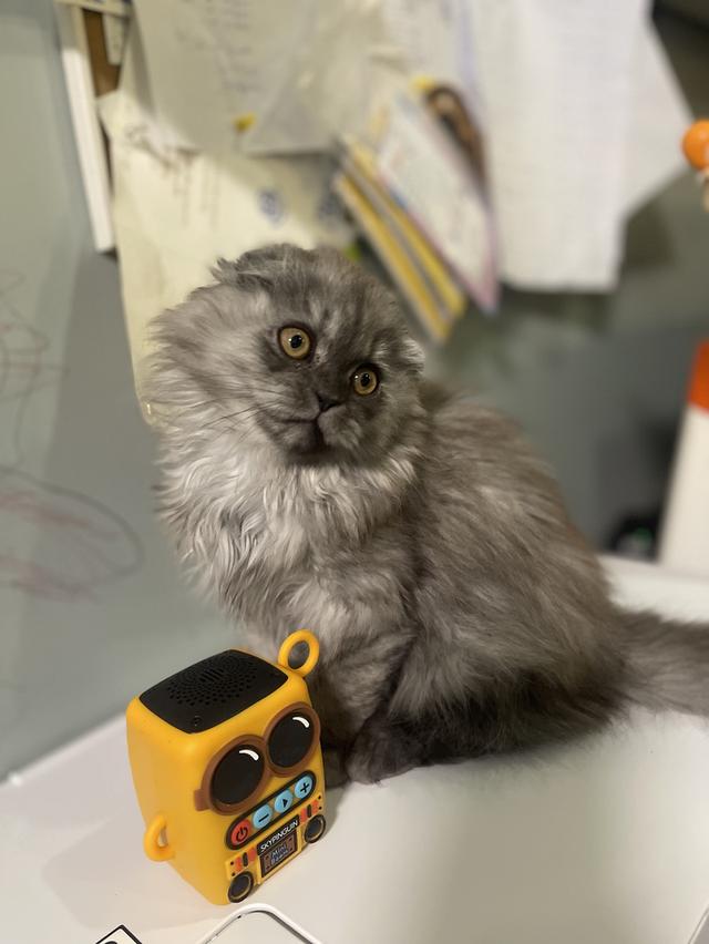 น้องแมวหน้าดำ(ชาย2เดือน)พร้อมย้านบ้าน 11