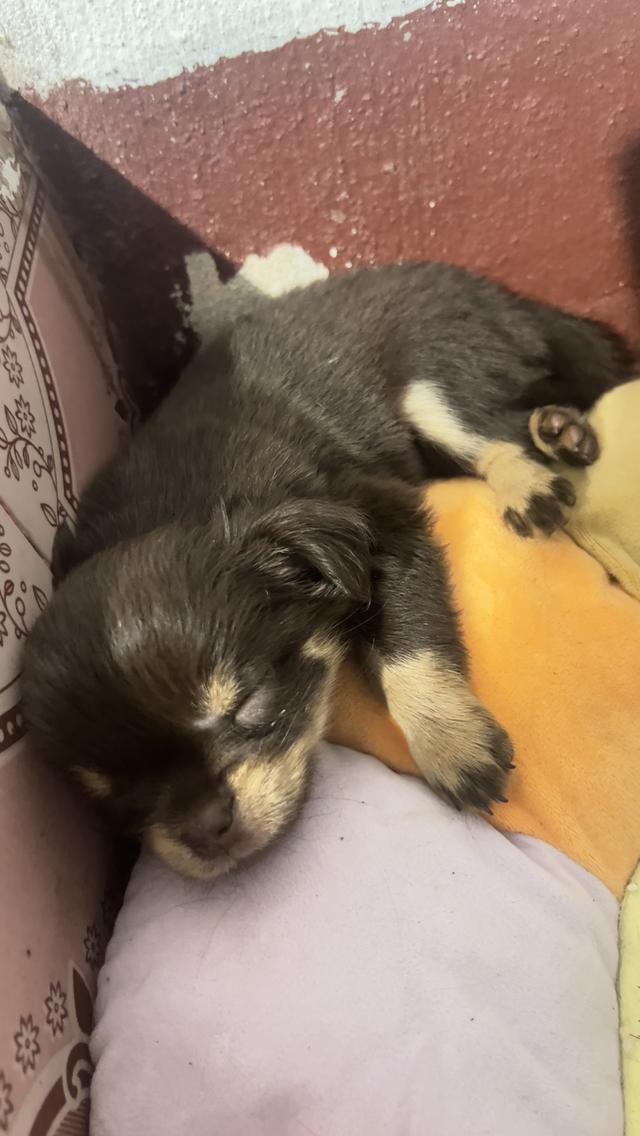 ชิวาว่าขนยาวสายพันธุ์ไต้หวัน