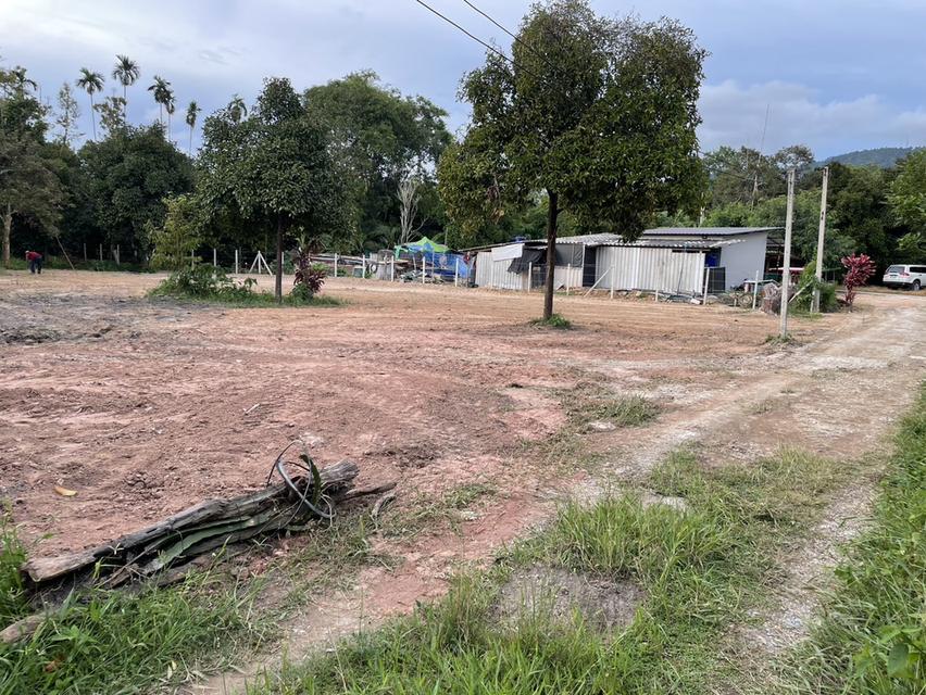 ขายที่ดิน 1 ไร่ ตะพง เมืองระยอง ติดถนนคอนกรีต ใกล้ตลาดผลไม้ตะพง ใกล้เมืองใช้ชีวิตอยู่ได้จริง เหมาะสำหรับอยู่ในวัยเกษียณ 5