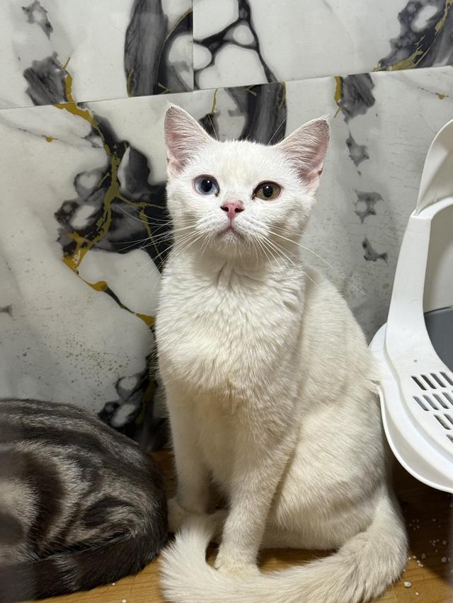 ลูกแมวพันธุ์สก๊อตติช 3