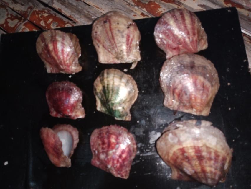 เปลือกหอยสะสม สวยงาม รูปที่ 13