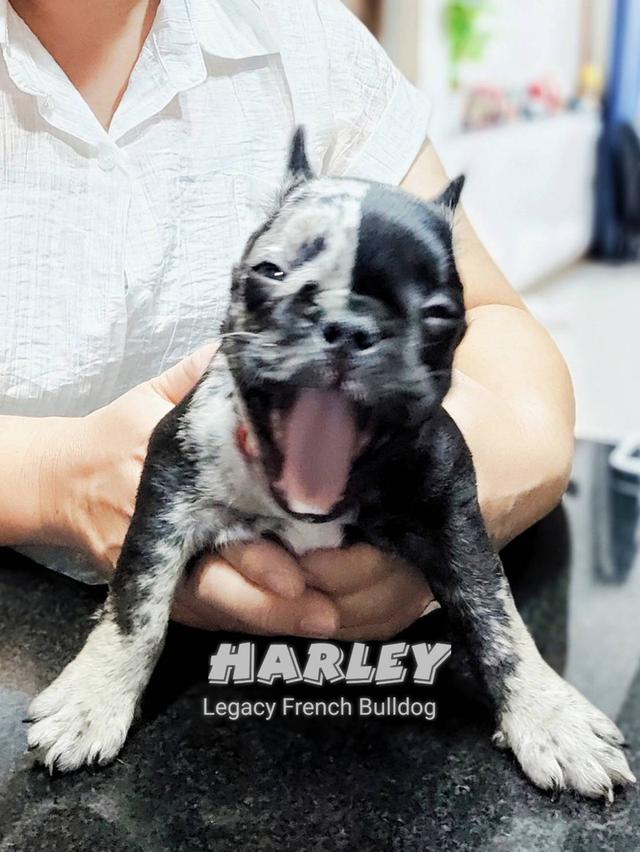 Harley, Exotic French Bulldog, black merle, rare color
