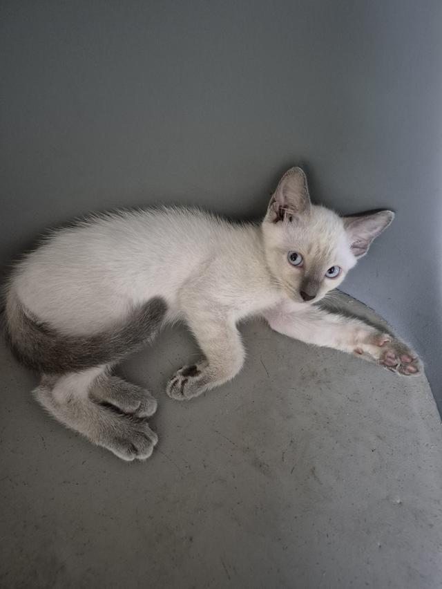 ลูกแมววิเชียรมาศ อายุ 1 เดือนครึ่ง สามารถกินอาหารเม็ดได้แล้ว