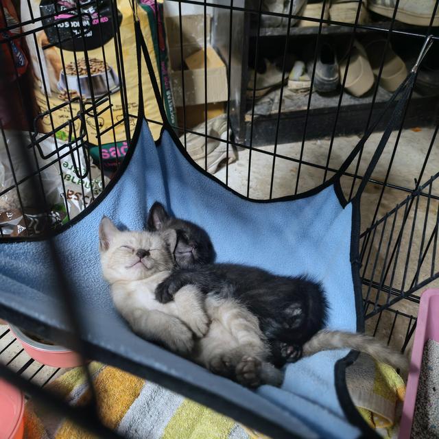 เเมวอเมริกันช็อตแฮร์