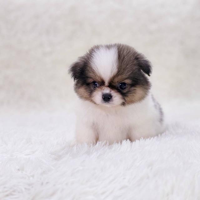 ปอมผสมชิสุ เพศผู้ รามอินทรา 3