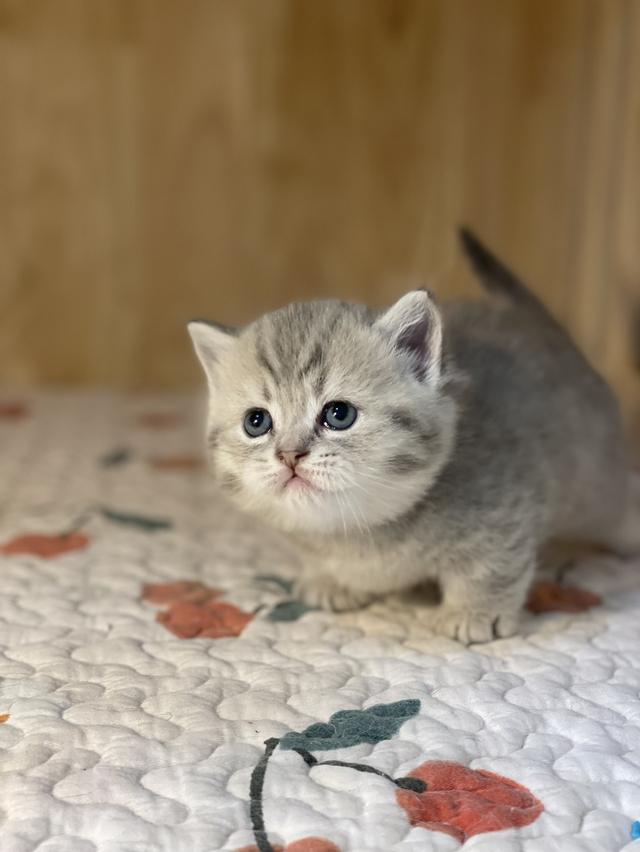 แมวมันช์กิ้นขาสั้น 7