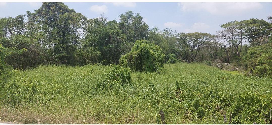 ขายที่ดิน 4 ไร่ ไทยน้อย ใกล้ อบต หนองเพรางาย/ใกล้ถนนหลัก ถนนผ่านหน้าที่ ราคาดี 5