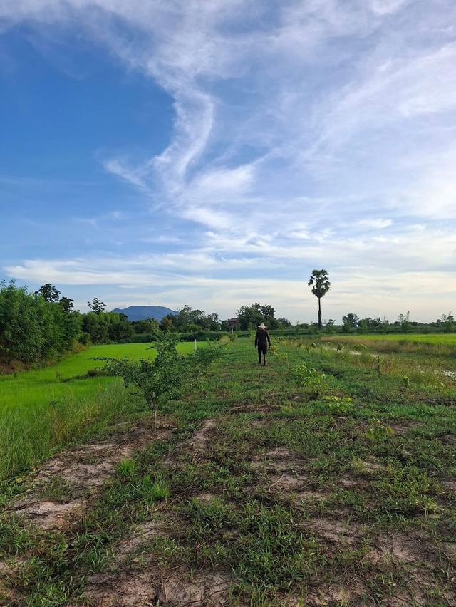 ขายโคกหนองนา 10 ไร่ เหมาะสำหรับเป็นที่พักอาศัย ทำเกษตรพอเพียง 5