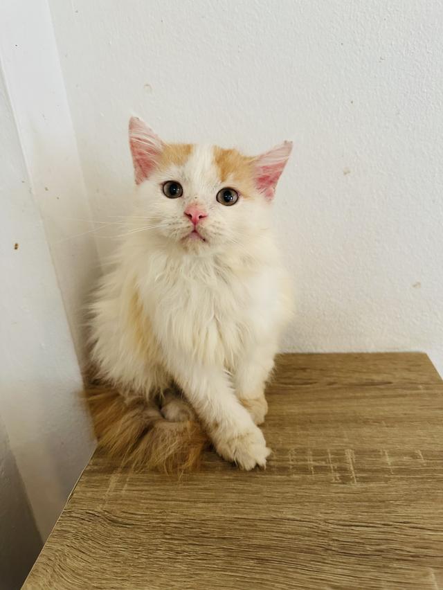 ลูกแมวเมนคูน 2