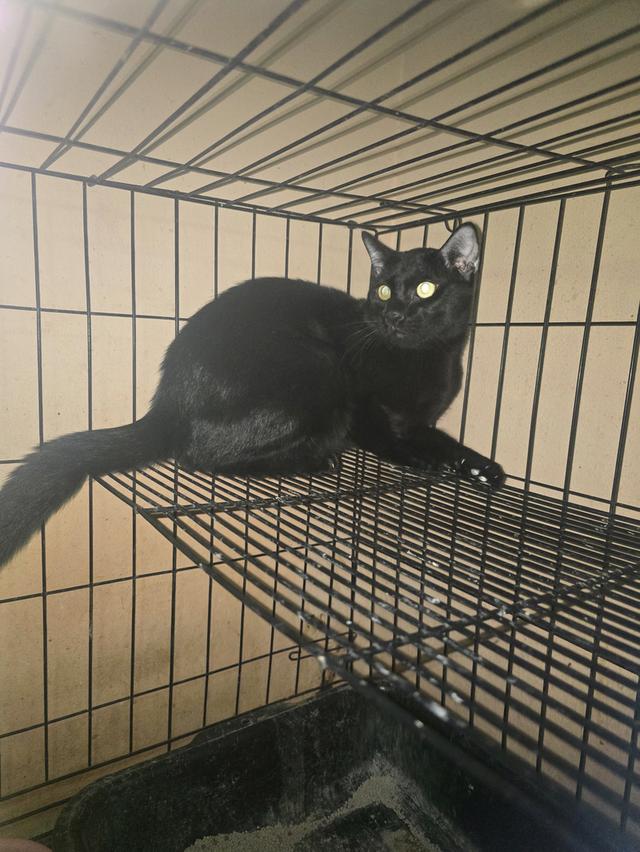 แมวโกญจา 7