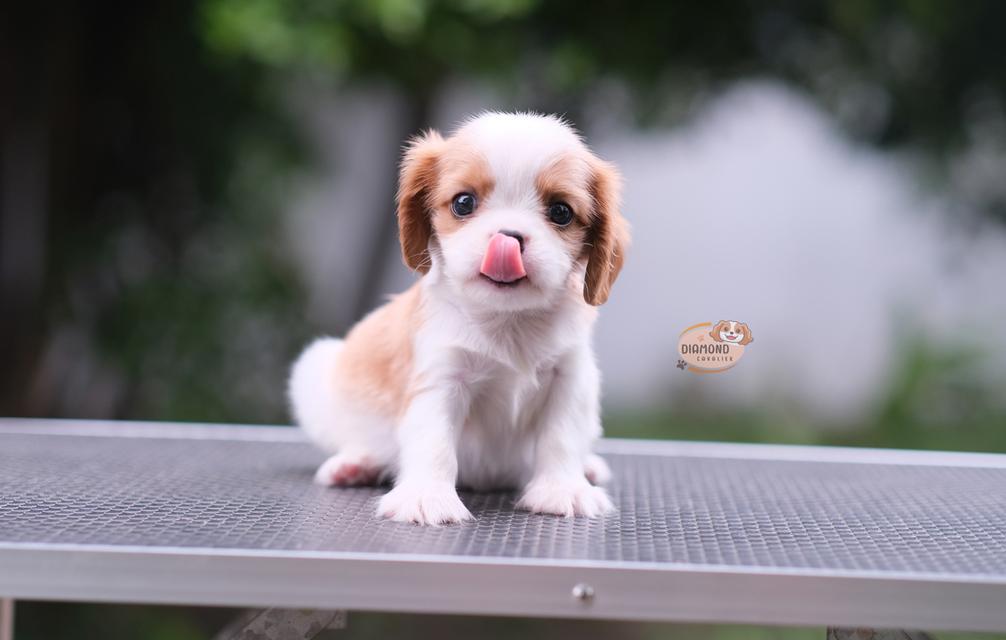 ลูกคาวาเลียร์ เพศผู้ ลูกพ่อไทยแชมป์