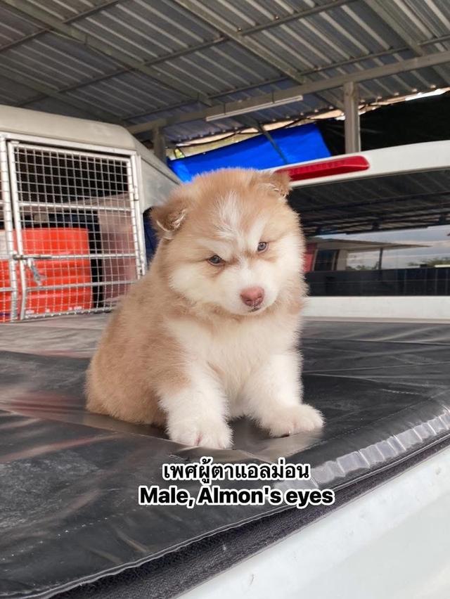 ❌ได้บ้านหมดแล้ว❌ไซบีเรียวูดลี่โค้ช ชาย2หญิง2