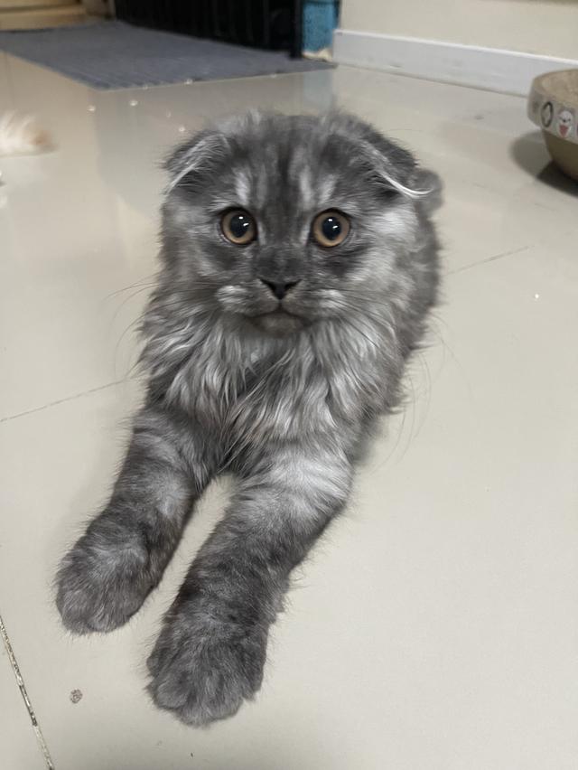 แมวขี้อ้อน(หญิง 3 เดือน)พร้อมย้าย รูปที่ 15