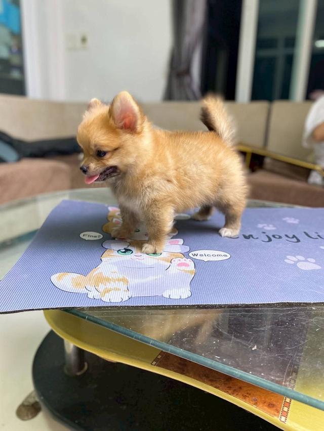 ปอมชิ เพศชาย ไซส์เล็ก น่ารักมาก รูปที่ 3
