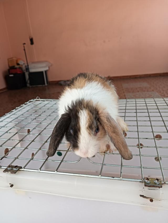 ลูกกระต่ายทุกสายพันธุ์ รูปที่ 5