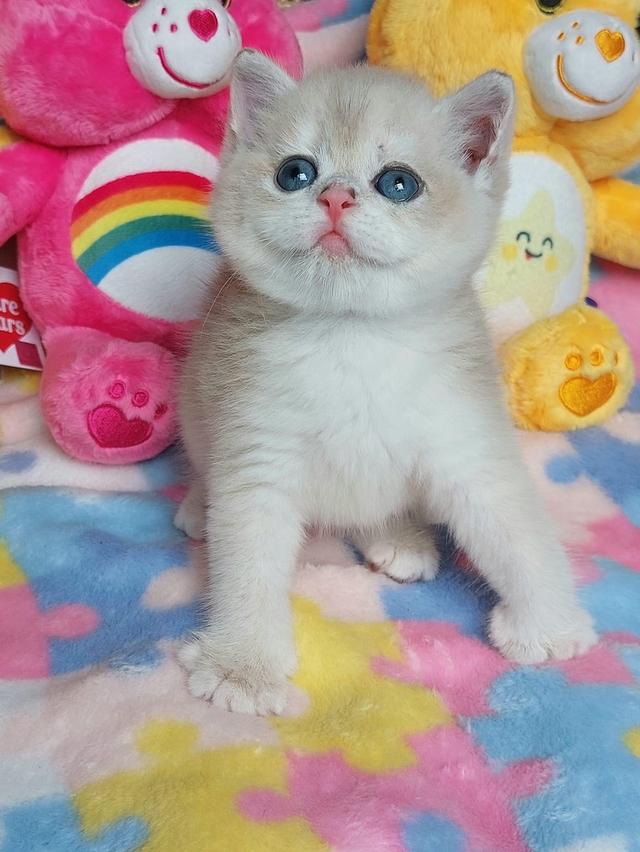 ลูกแมวมันช์กิ้นตาโต ตาสีฟ้า