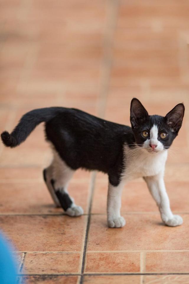 Cat kitten in Pattaya 2