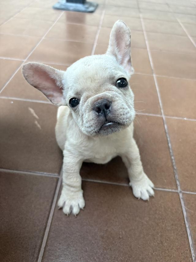 ลูกหมาพันธุ์ French bulldog อายุ2เดือน