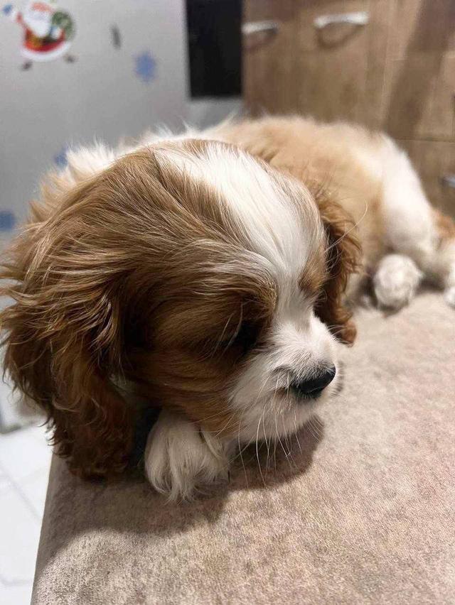 คาวาเลียร์ คิง ชาลส์ สแปเนียล หาบ้าน Cavalier King Charles Spaniel looking for a new home 2