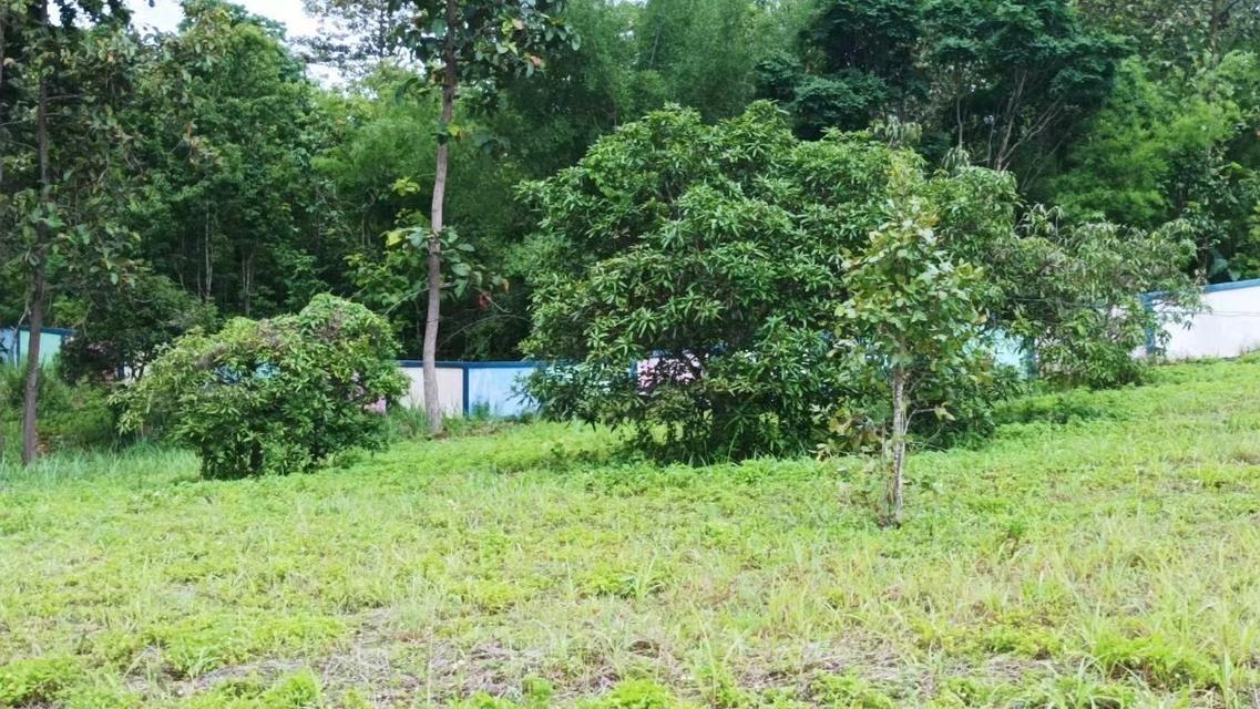 ที่ดินจังหวัดเชียงใหม่ 7-1-71 ไร่ 5