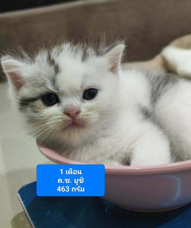 Scottish Fold (boy)
