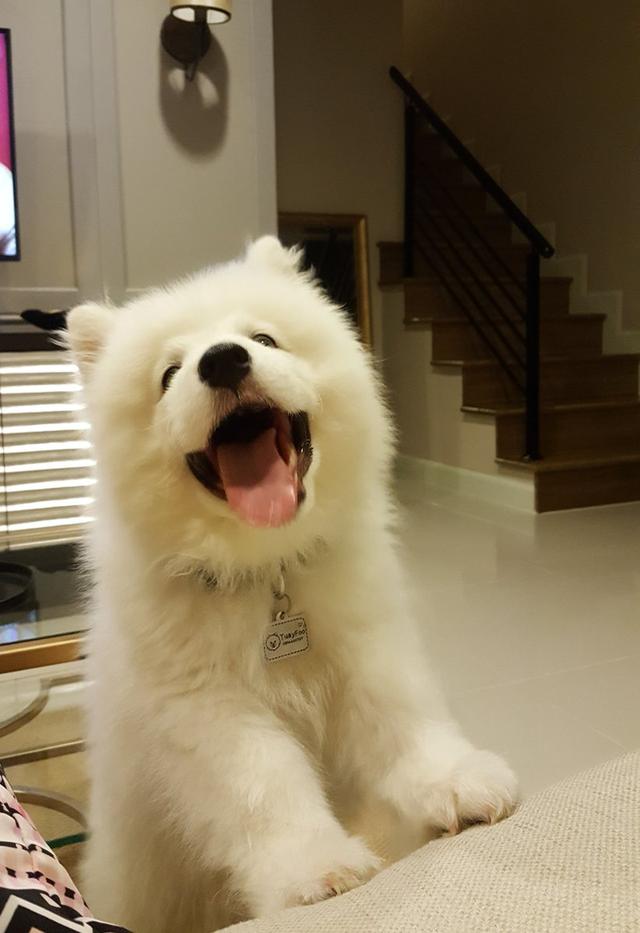 สุนัขสายพันธุ์ซามอยด์ (Samoyed)