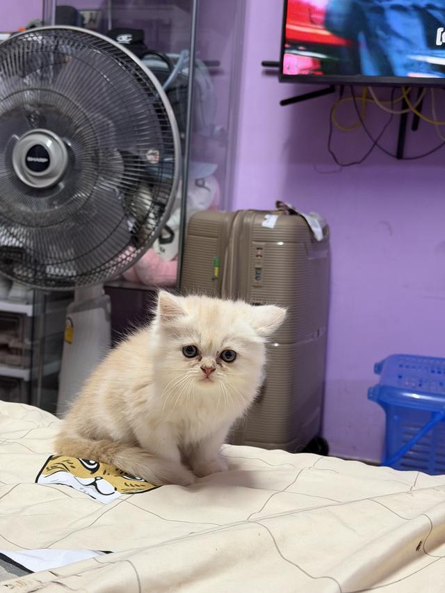 น้องแมว เปอร์เซีย อายุ2 เดือน รูปที่ 2