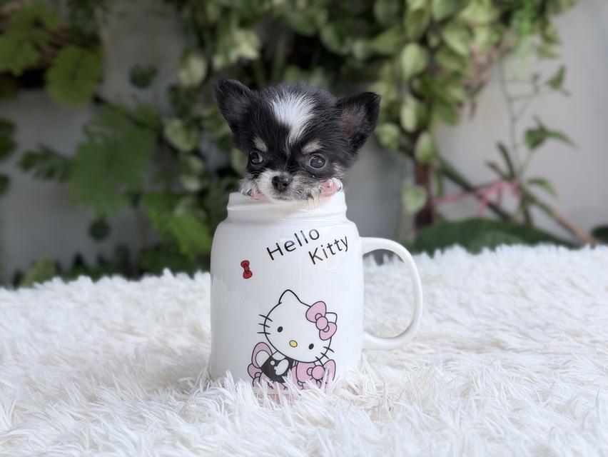 ชิวาวาแท้ เพศเมีย ตัวจิ๋ว พร้อมย้ายบ้าน