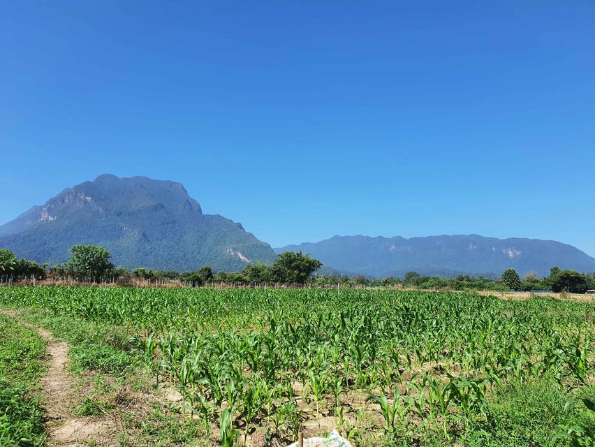 ที่ดิน อ.เชียงดาว จ.เชียงใหม่ วิวดอยหลวง 4 ไร่ 🔥 5 ล้าน 🔥 2