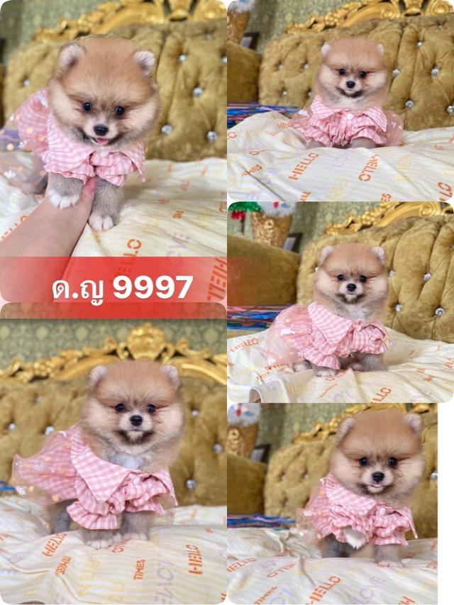 ลูกปอมปอมแท้ อายุ2เดือน มีประกันสุขภาพ 5