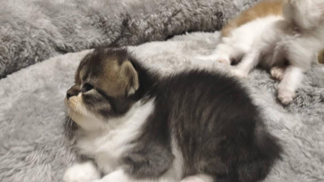 📌ติดจอง ลูกแมวเปอร์เซีย หุ่นหมี ขนแน่น เปิดจองก่อนย่านม รูปที่ 9