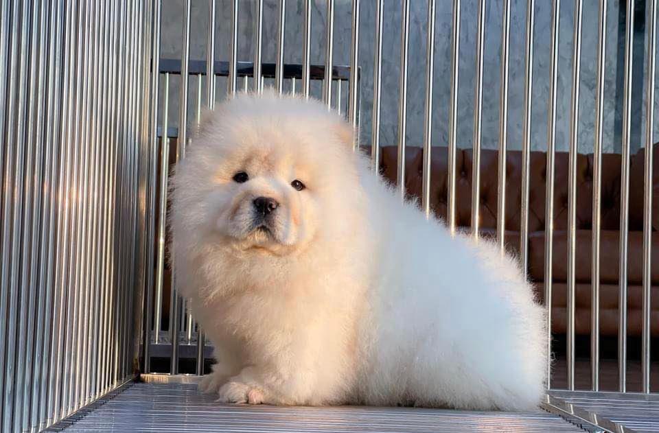 chow chow puppies for Sale รูปที่ 2