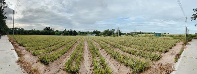 ขายที่ดินปลวกแดงเนื้อที่ 14 ไร่ ซอยมาบยางพร4 ใกล้ถนนเส้น3013-500เมตร จ.ระยอง 3