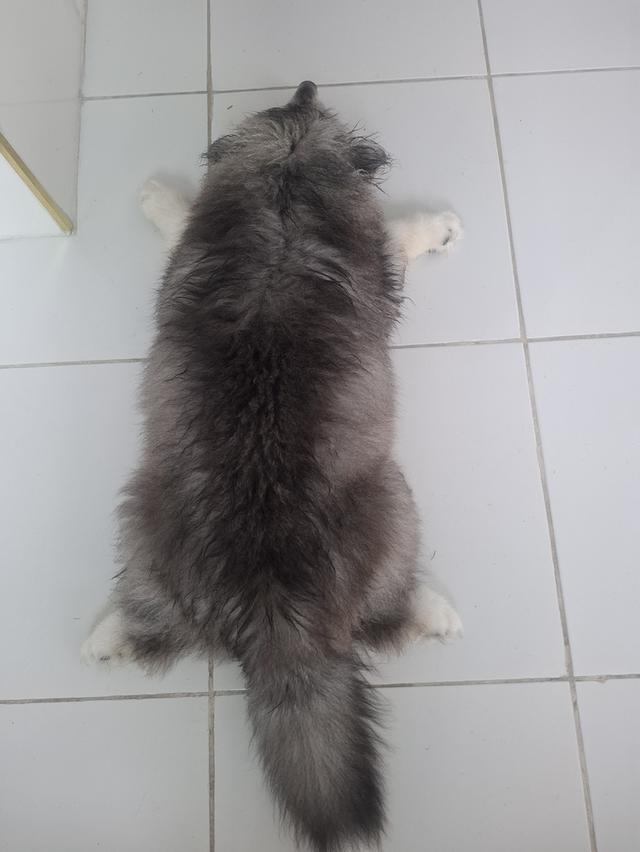 น้องหมา 3
