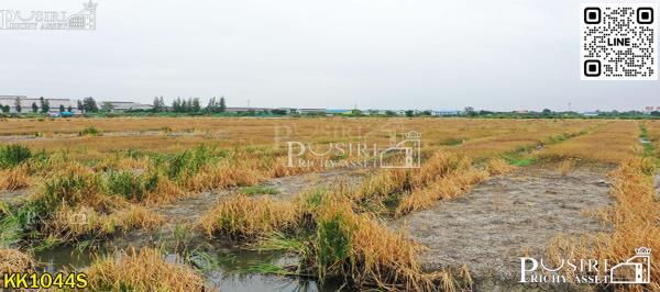 ที่สวยสร้างโกดัง 38 ไร่เศษ หน้ากว้างถึง 200 ม. ติดถนนที่รถเทรลเลอร์เข้าออกสบาย ใกล้ถนนบ้านแพ้ว พระราม 2 คุ้มค่ากว่าที่อื่นๆ 17% - KK1044S 2