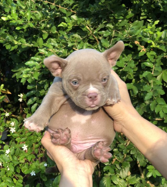 เอ็กโซติกบูลลี่อายุเดือนกว่า รูปที่ 1