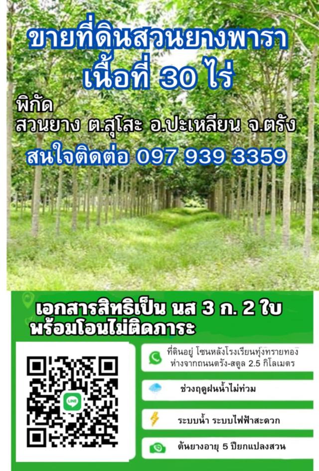 ขายที่ดินสวนยางพารา 30 ไร่ จ.ตรัง
