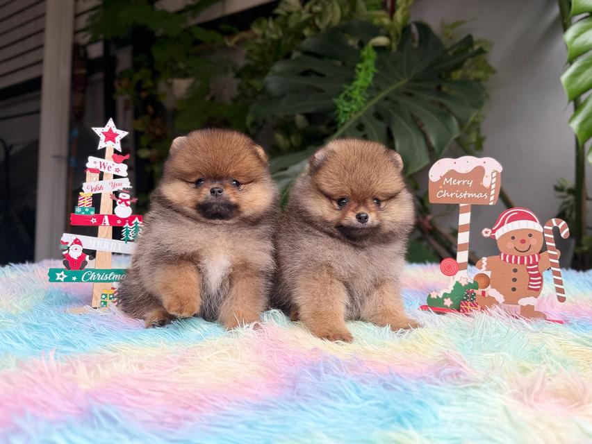 ปอมแท้ไซส์เล็กสีส้มเพศเมีย